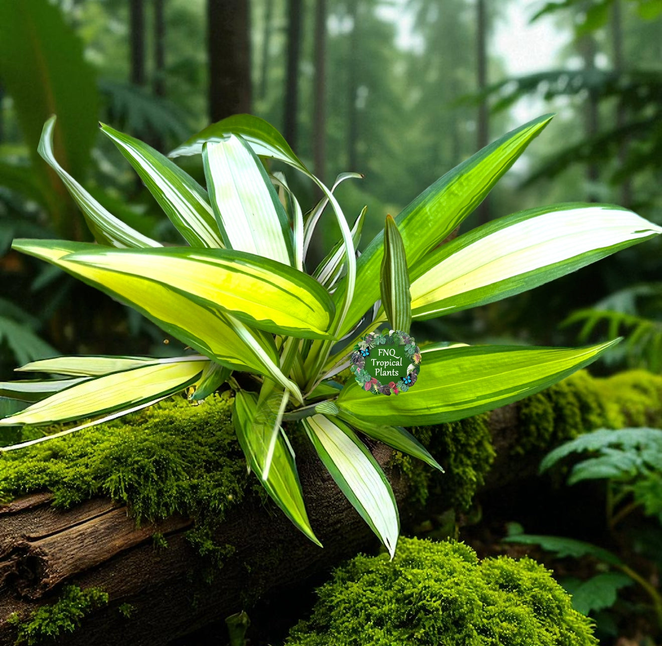 Chlorophytum capense Variegata - 'Variegated Spider Plant' - Best Pick of the Crop!