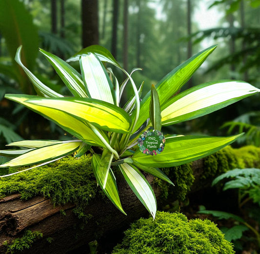Chlorophytum capense Variegata - 'Variegated Spider Plant' - Best Pick of the Crop!