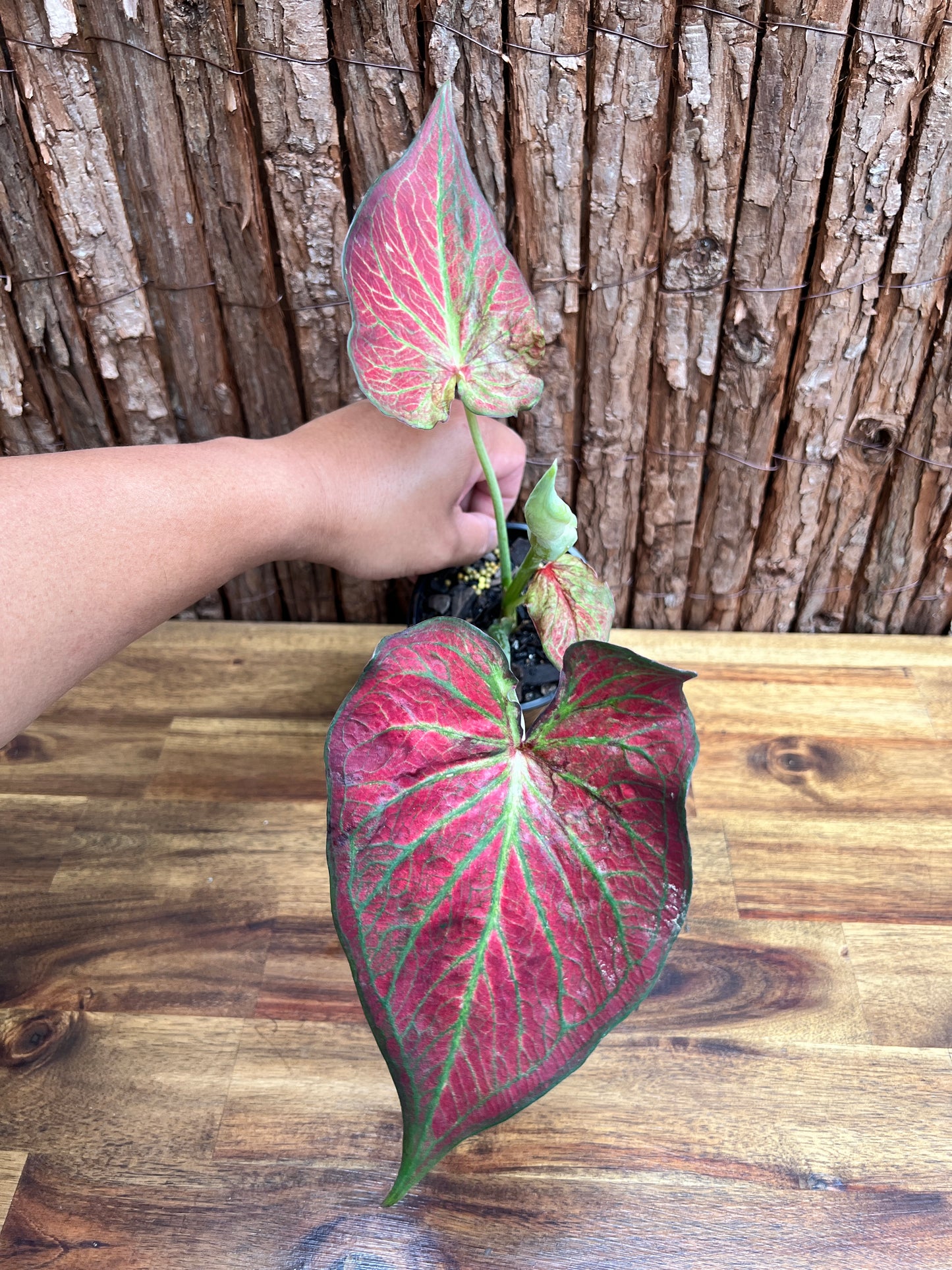 Caladium Wagyu NONTC D61