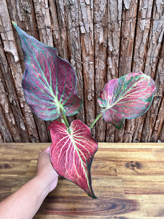 Caladium Wagyu NONTC D62