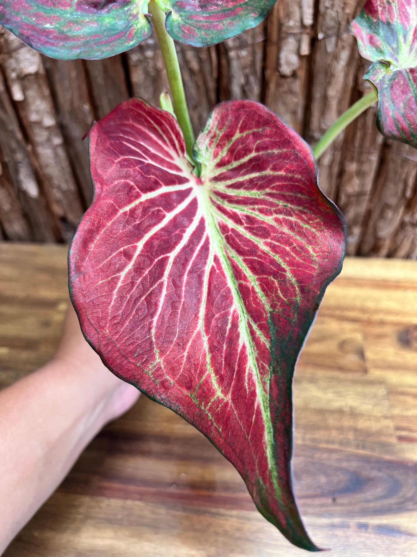 Caladium Wagyu NONTC D62