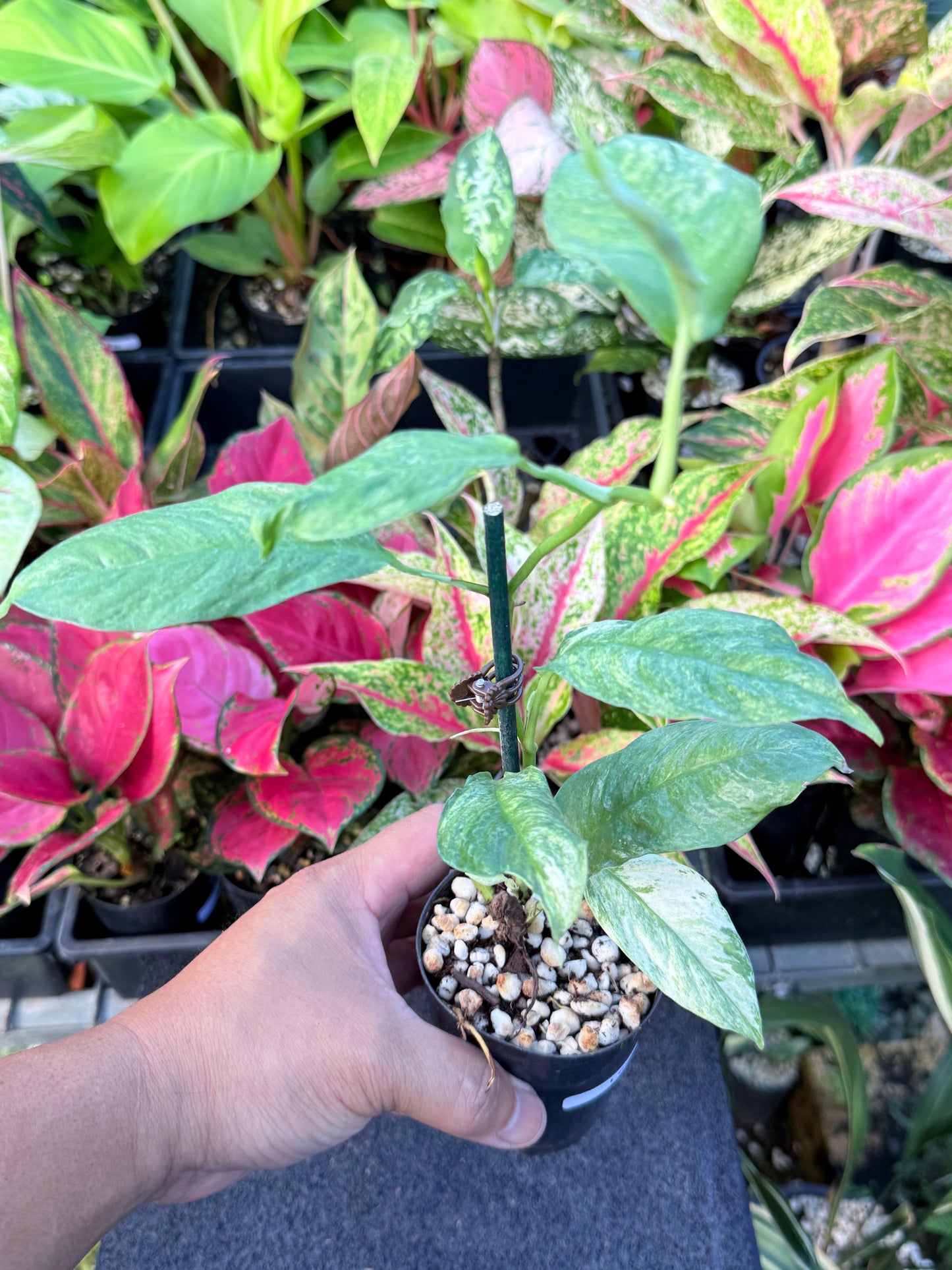 Rhaphidophora 'Puberula Variegated' L67