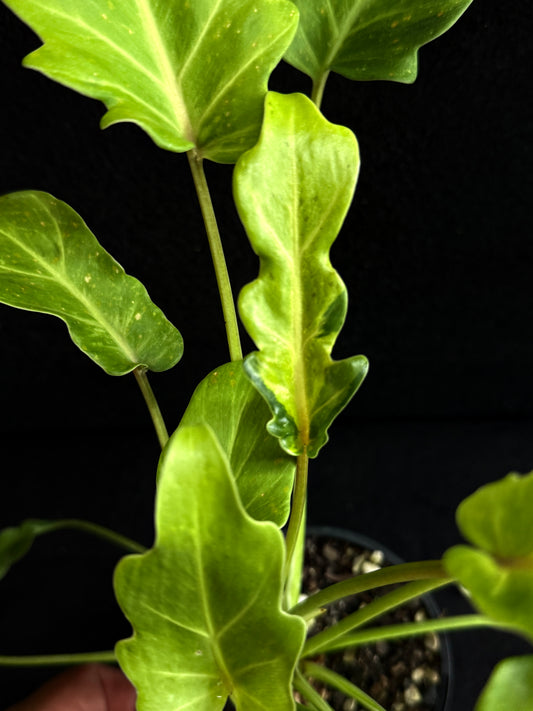 Philodendron 'Xanadu Variegata' O8