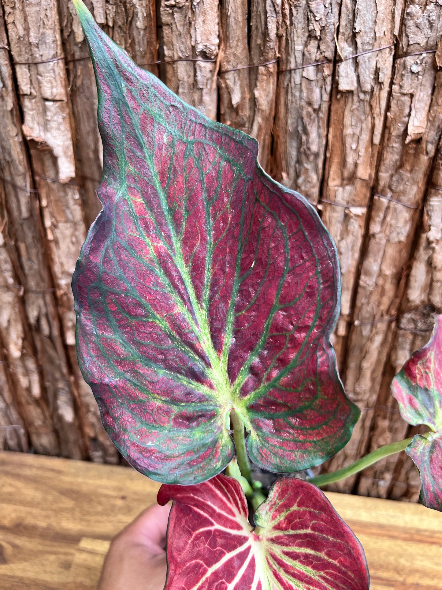 Caladium Wagyu NONTC D62