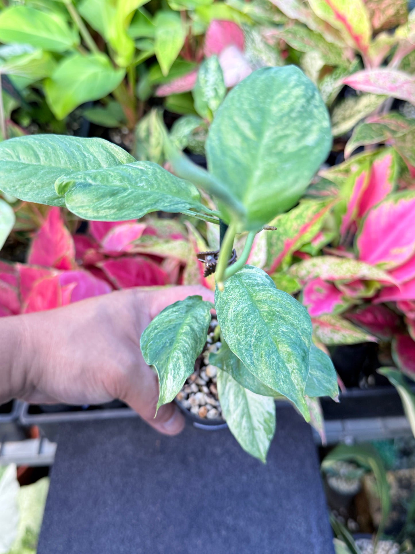 Rhaphidophora 'Puberula Variegated' L67