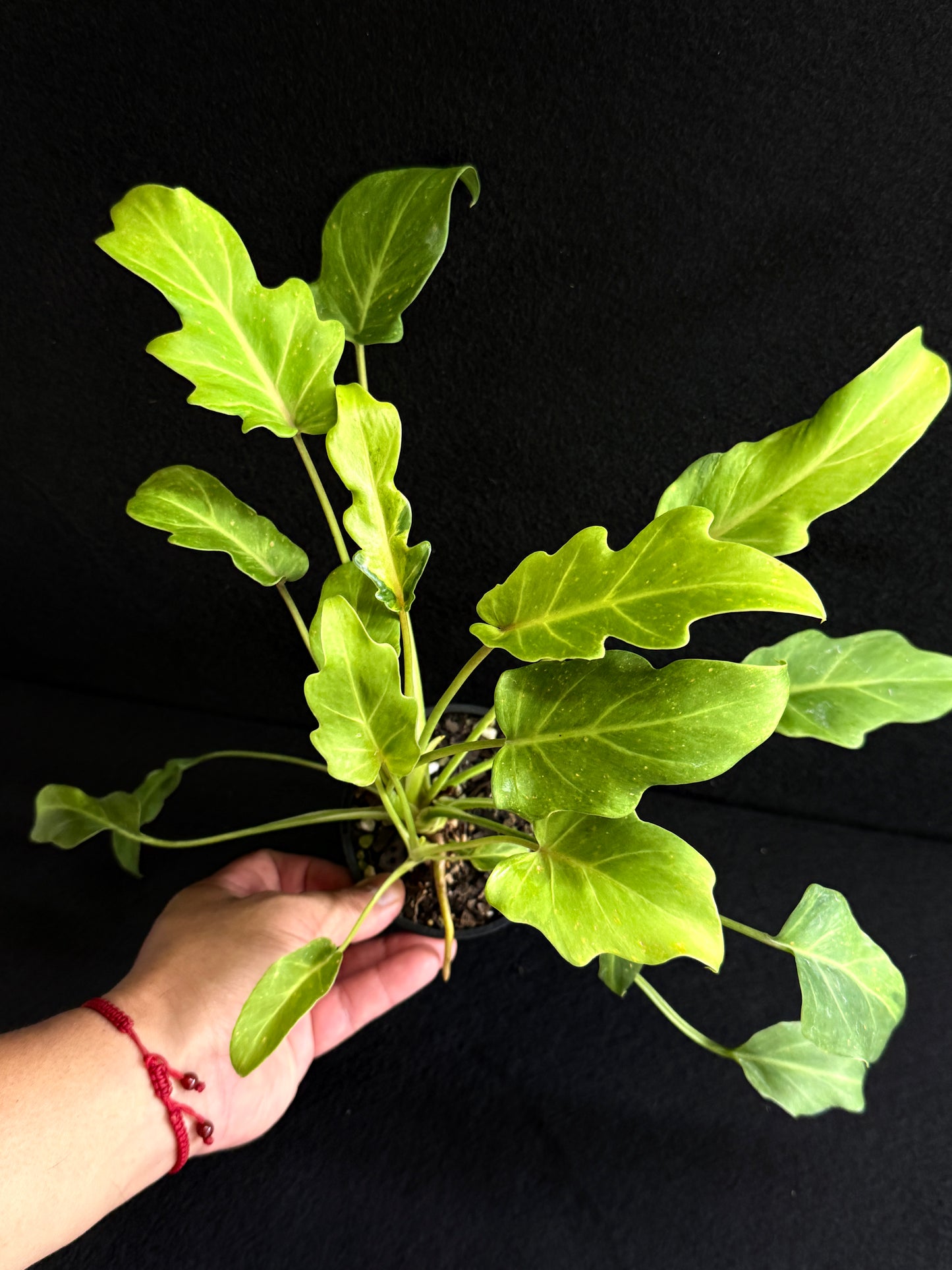 Philodendron 'Xanadu Variegata' O8