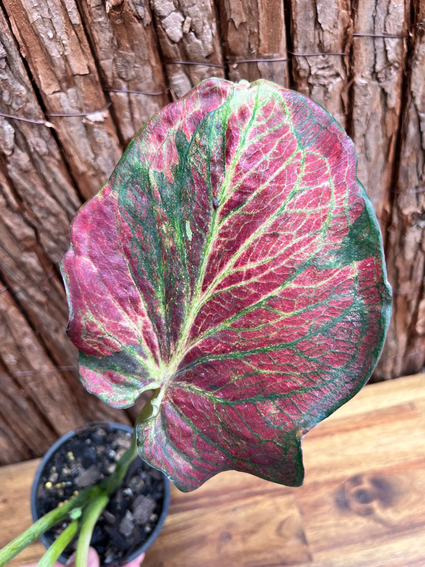 Caladium Wagyu NONTC D62