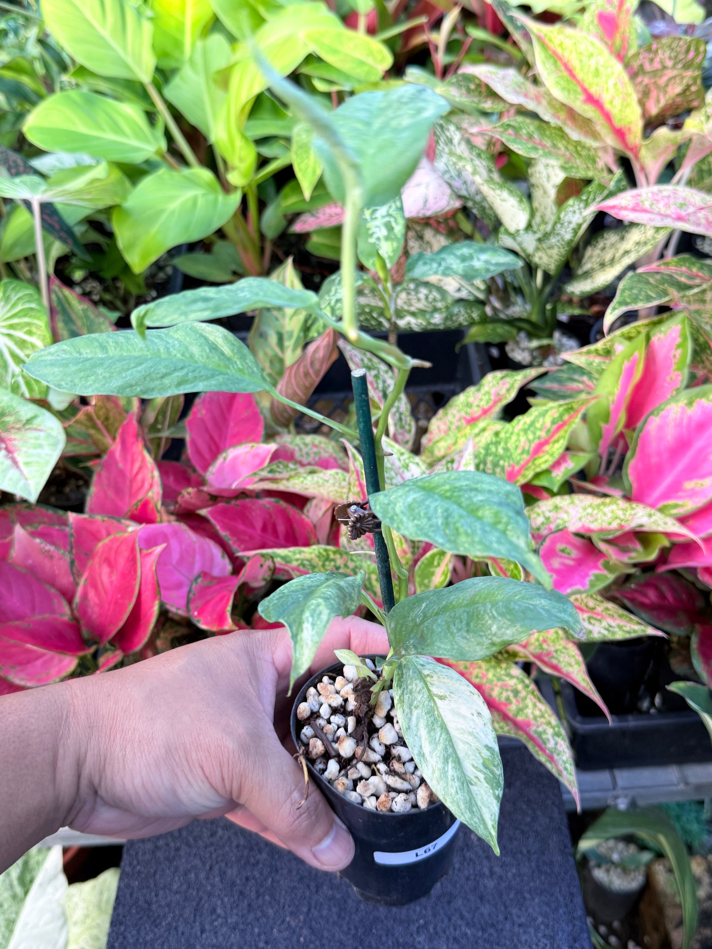 Rhaphidophora 'Puberula Variegated' L67