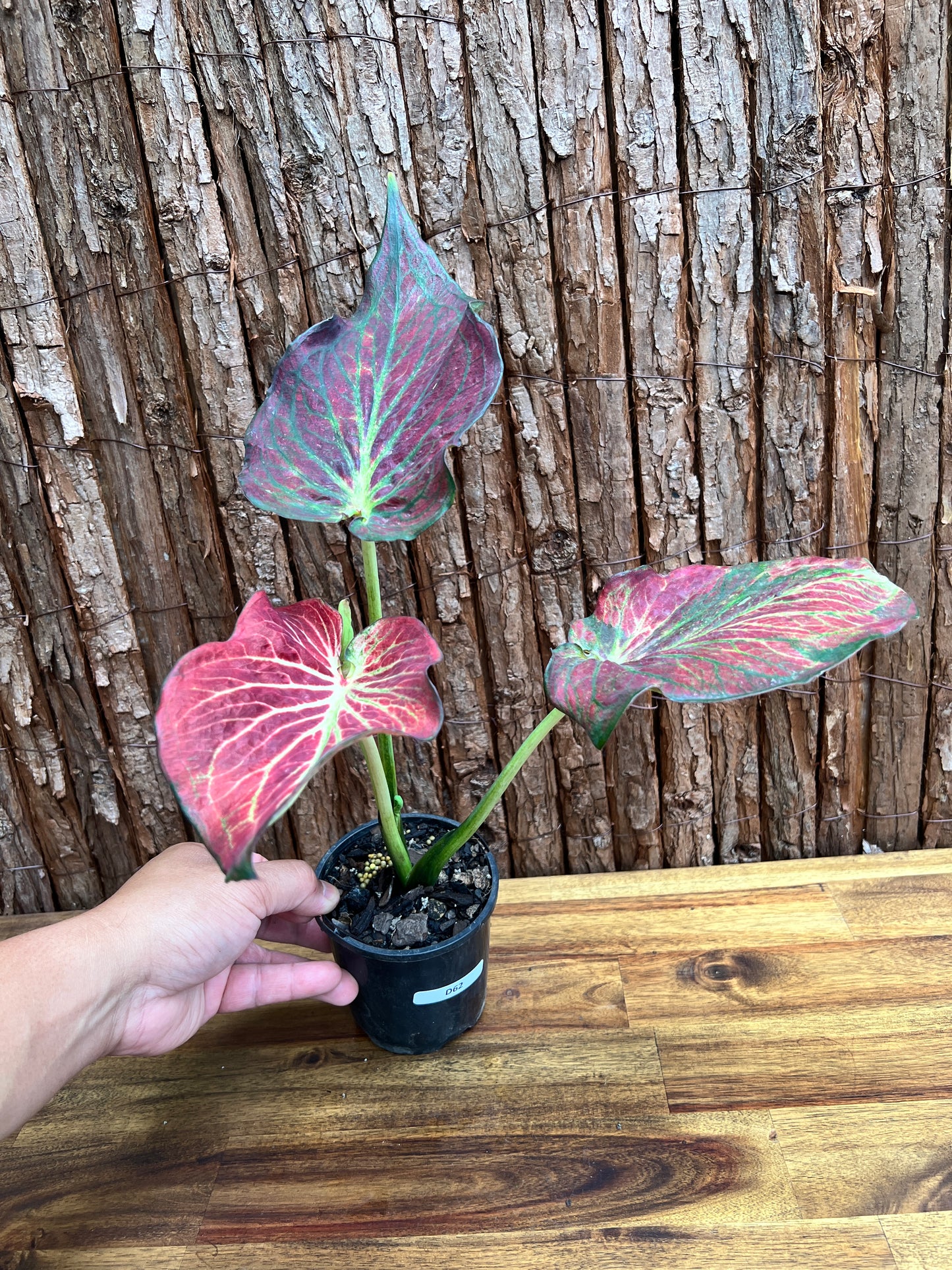 Caladium Wagyu NONTC D62