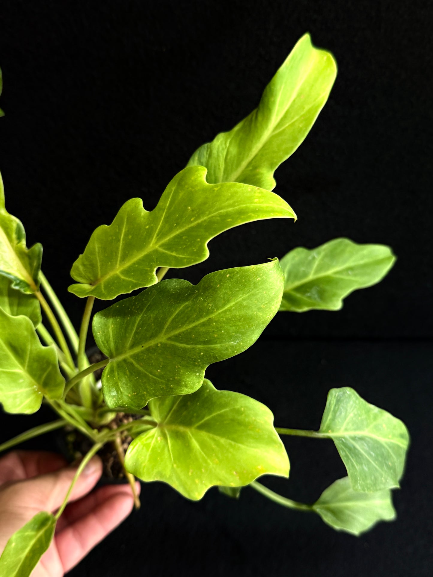 Philodendron 'Xanadu Variegata' O8