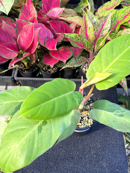 Philodendron 'Snow Drift Variegated' M26