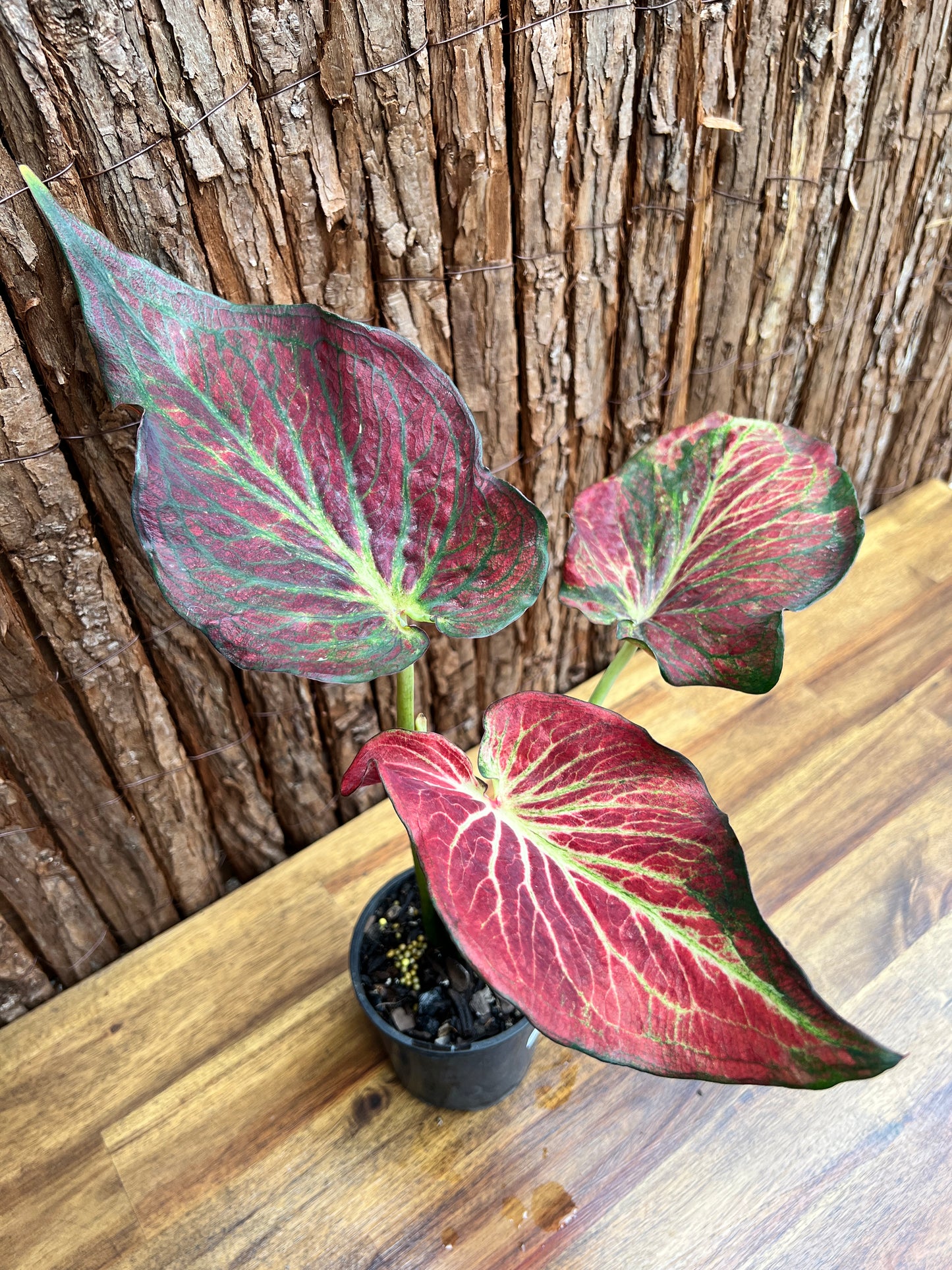 Caladium Wagyu NONTC D62