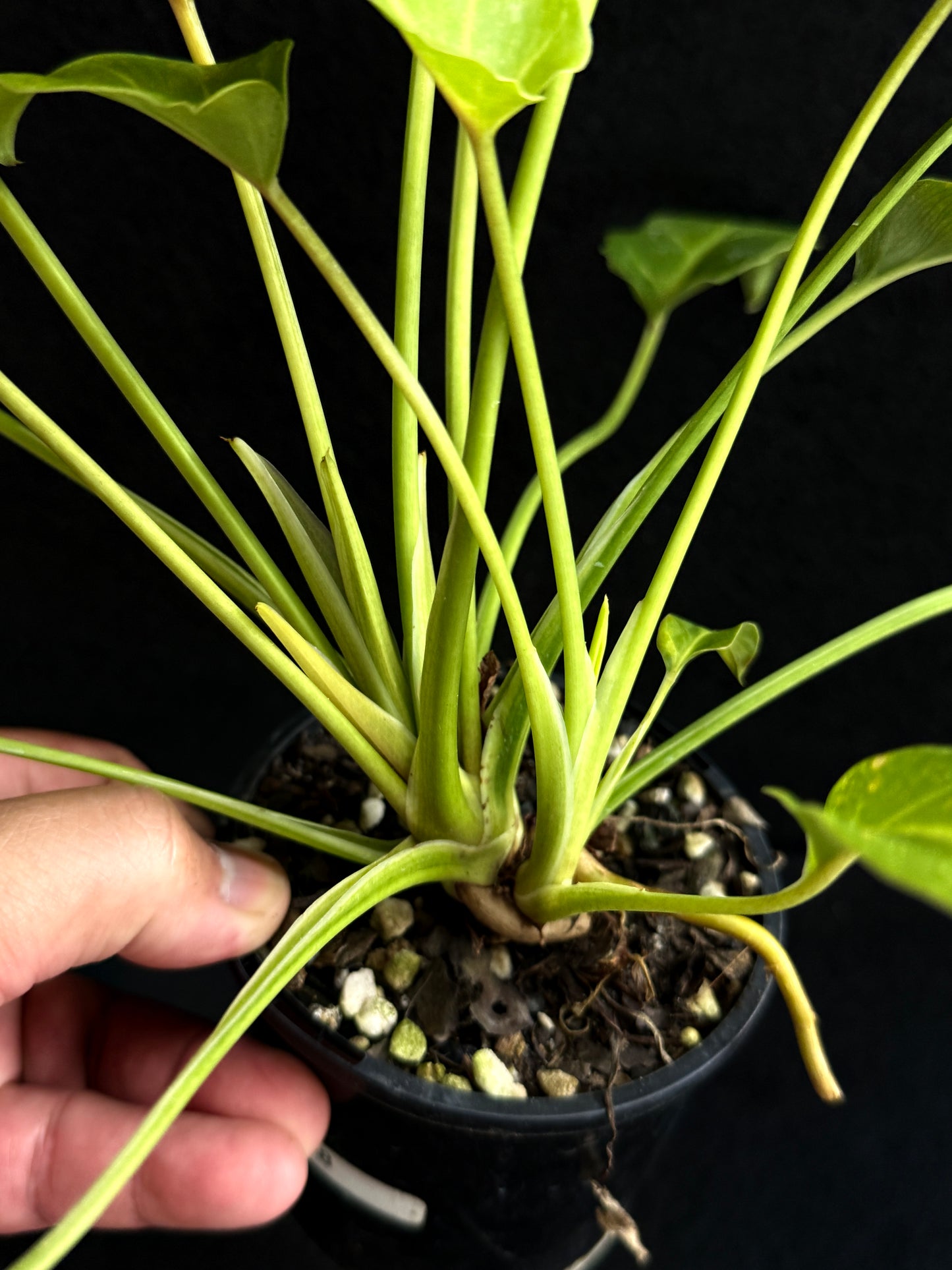 Philodendron 'Xanadu Variegata' O8