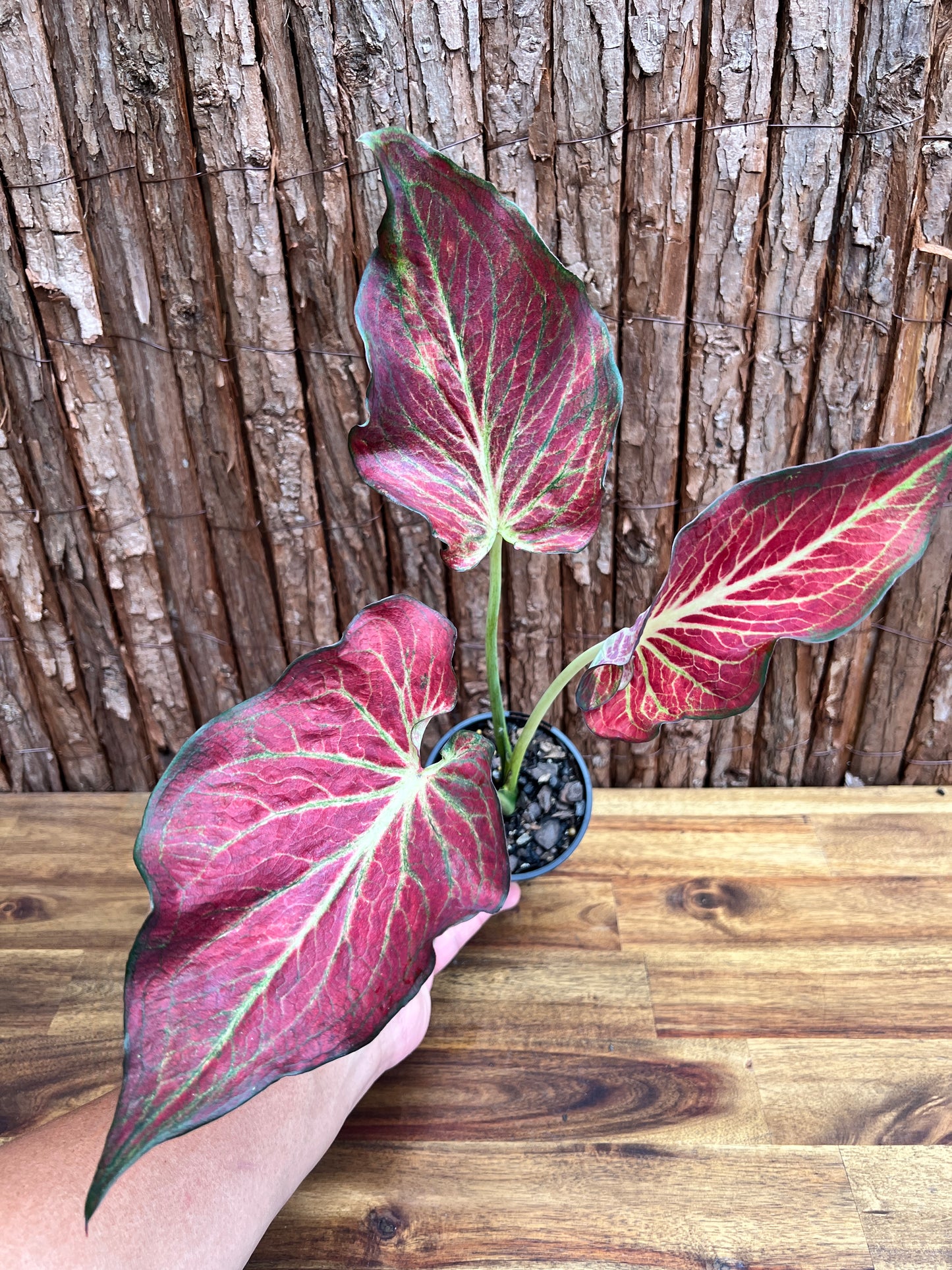 Caladium Wagyu NONTC D63