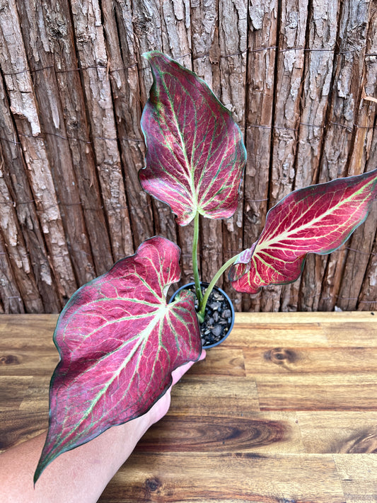 Caladium Wagyu NONTC D63