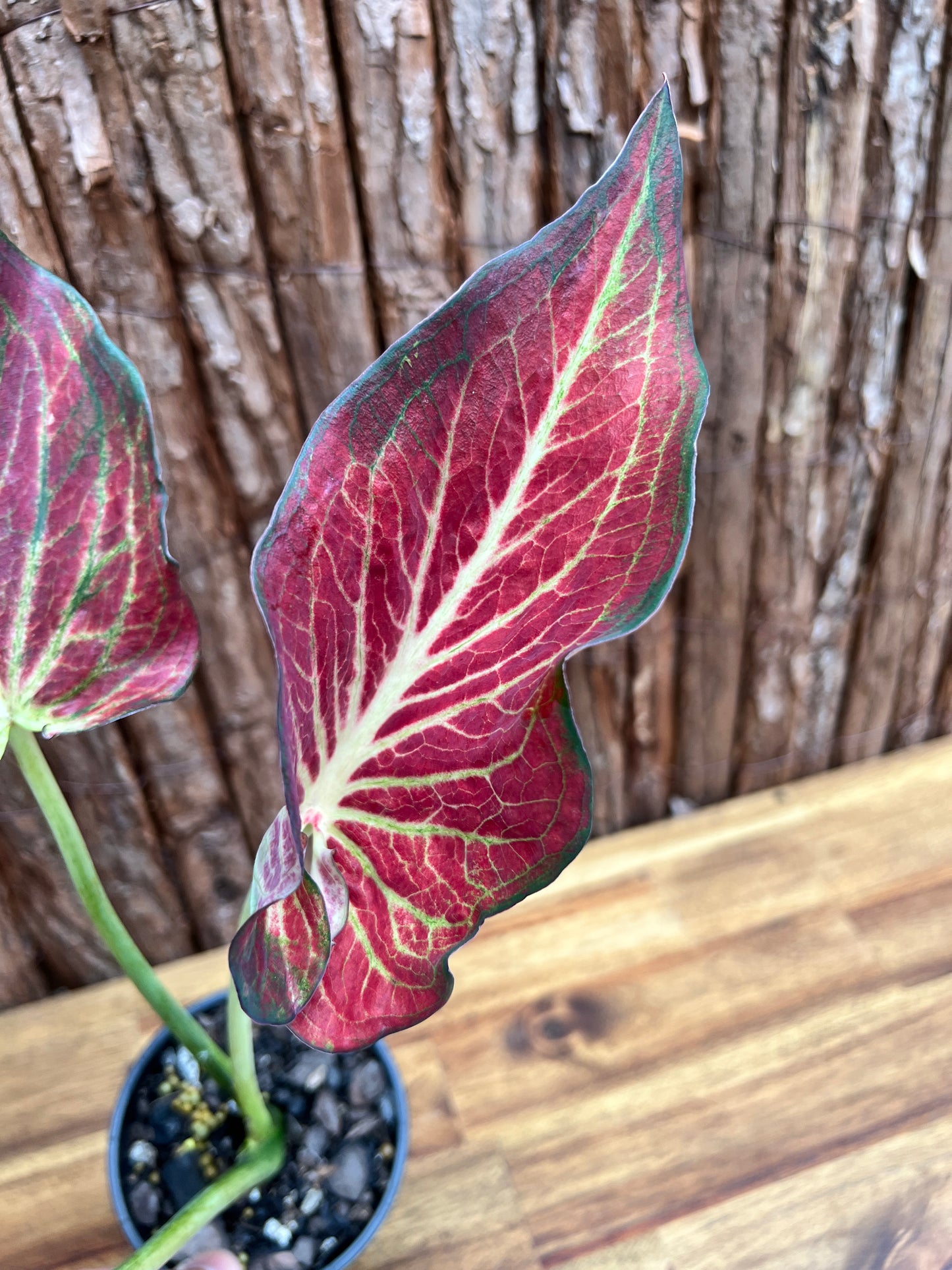 Caladium Wagyu NONTC D63