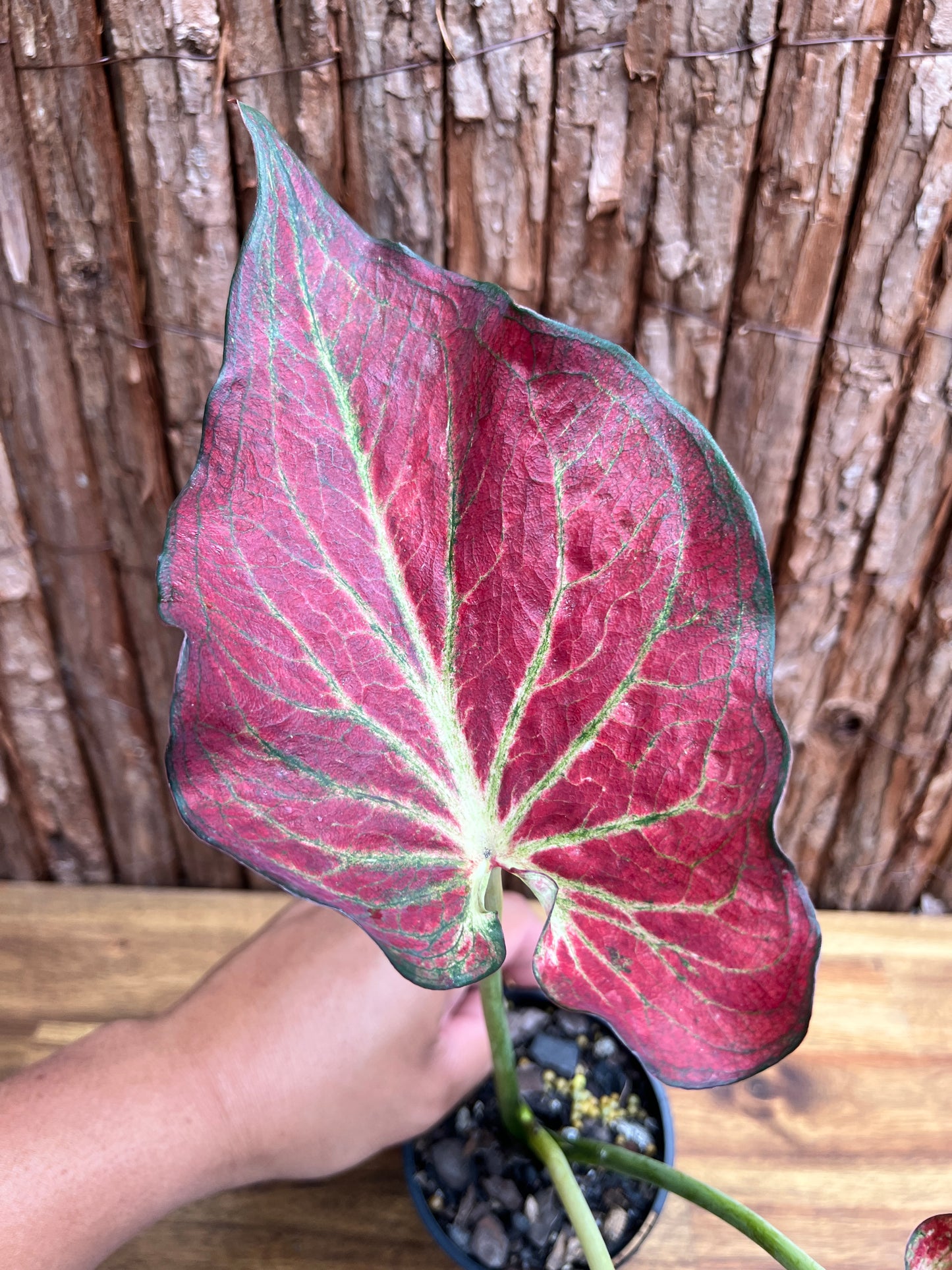 Caladium Wagyu NONTC D63