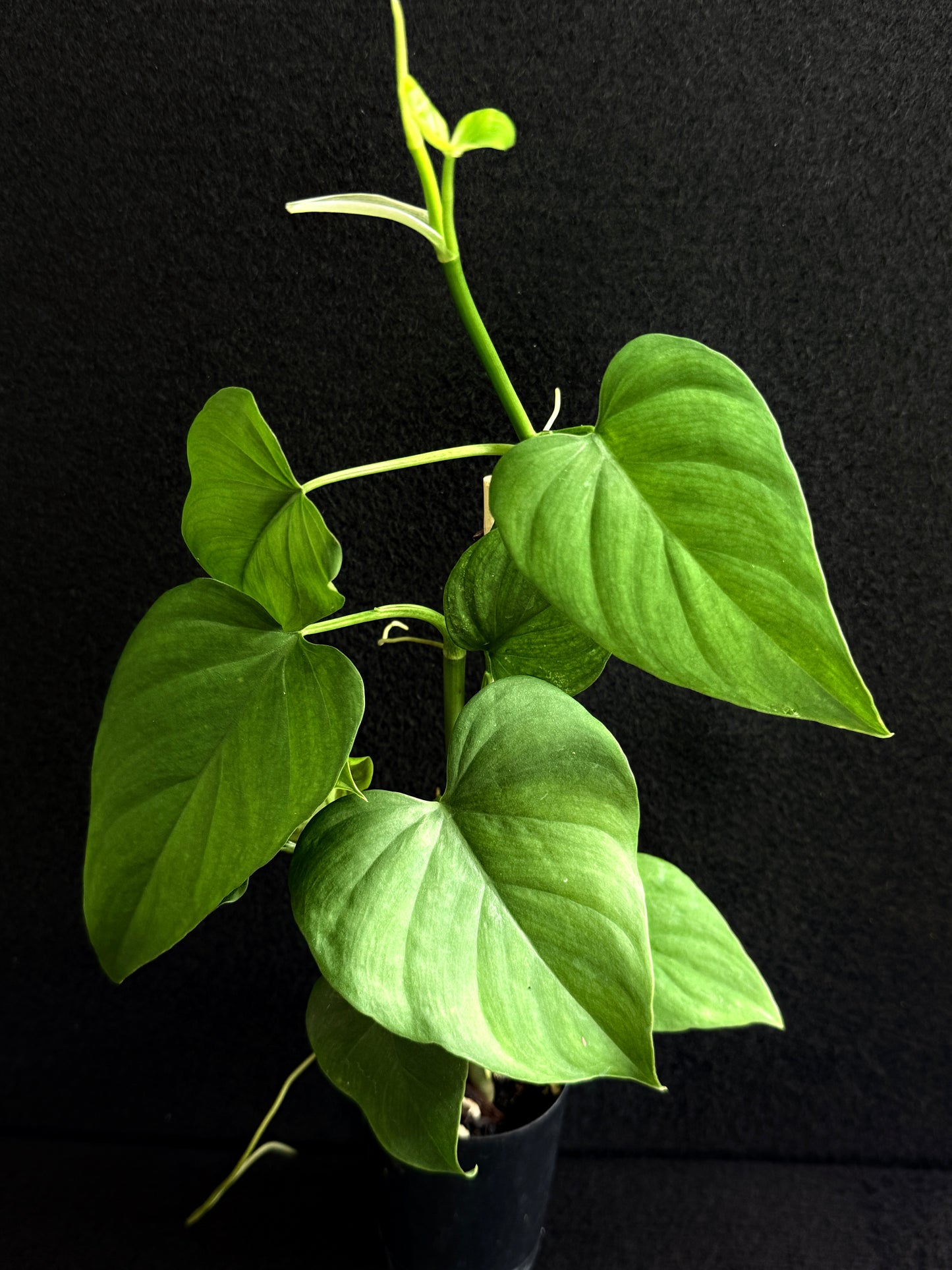 Philodendron 'Jacquinii' A67