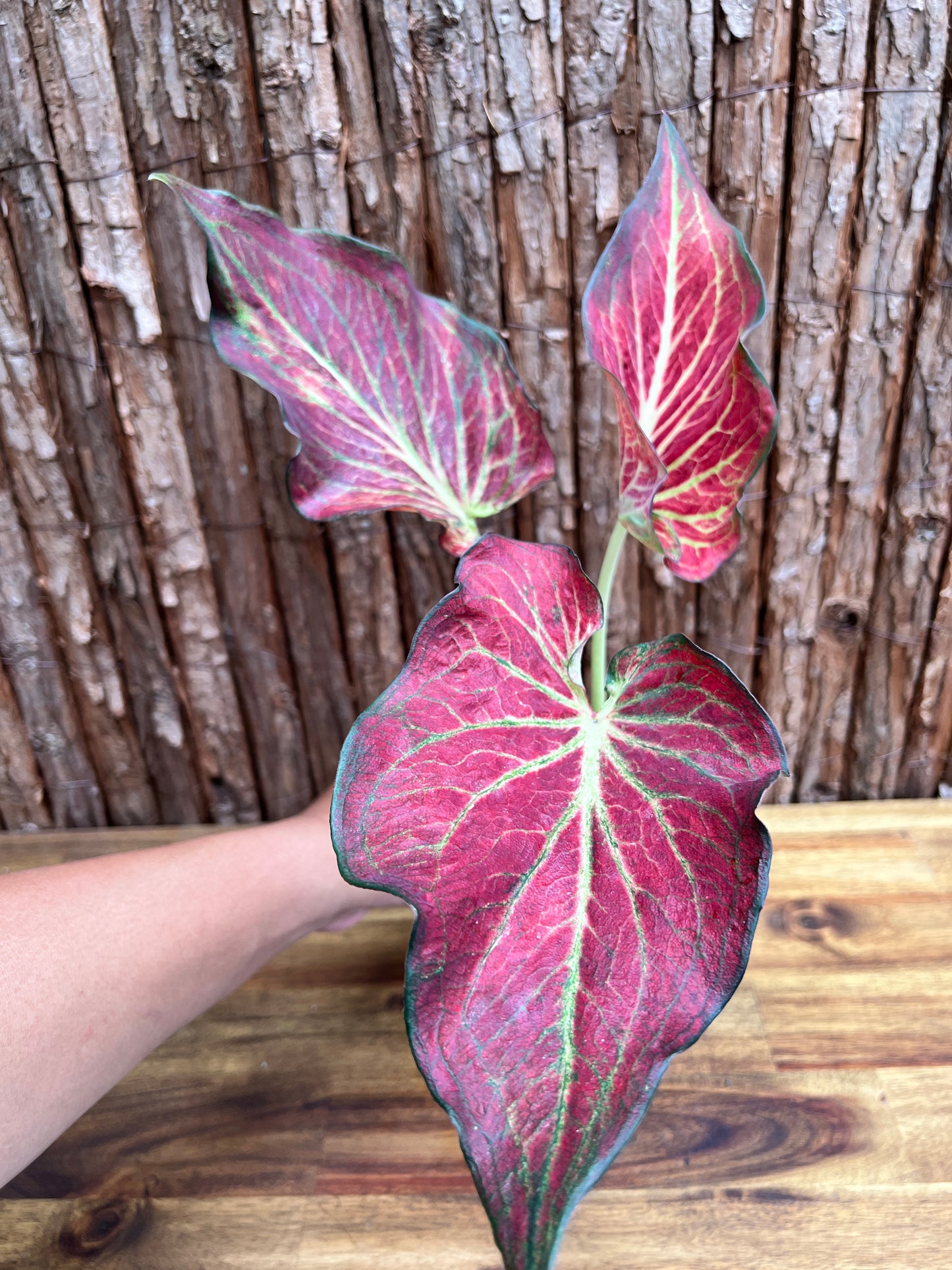 Caladium Wagyu NONTC D63