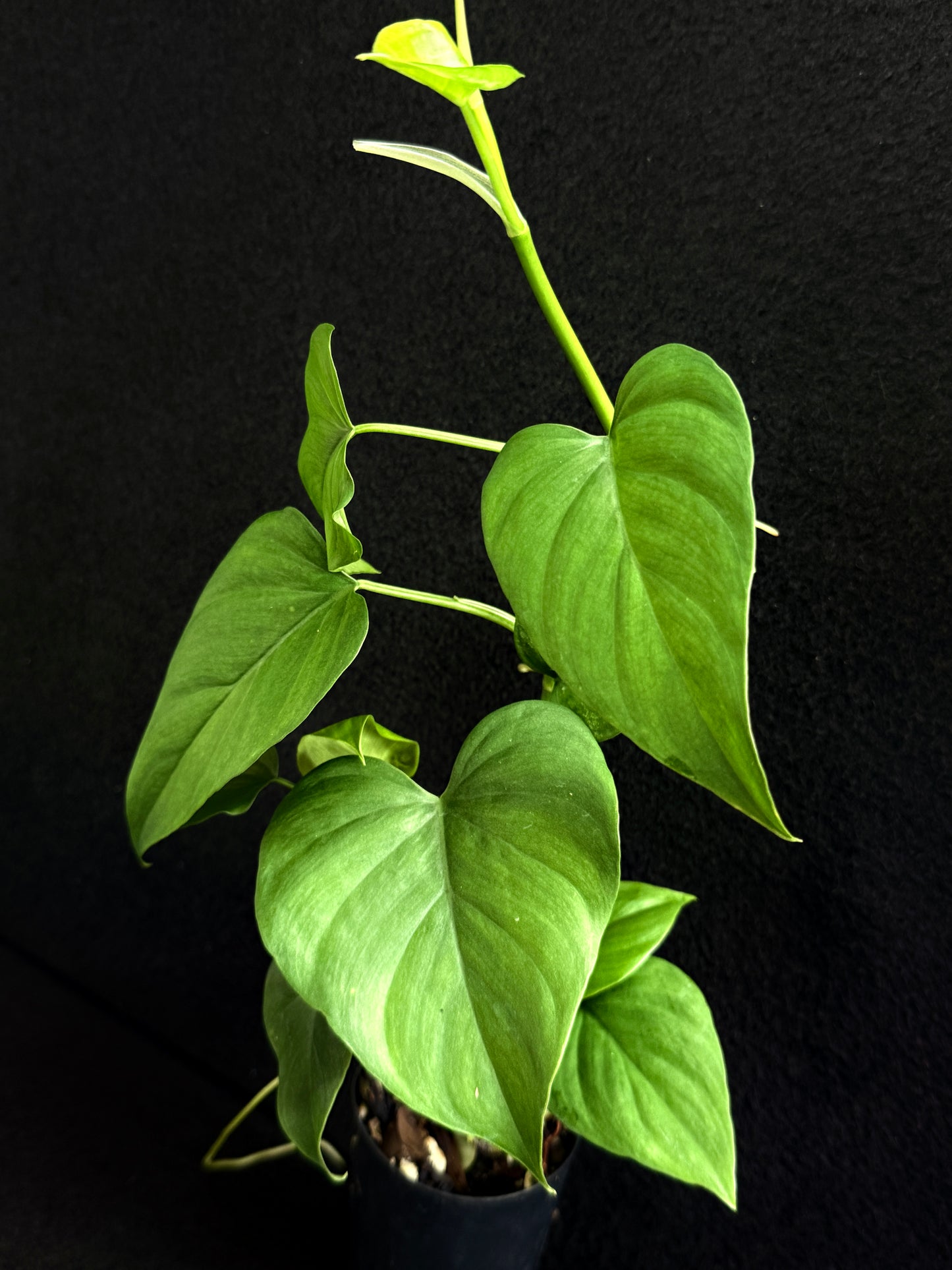 Philodendron 'Jacquinii' A67