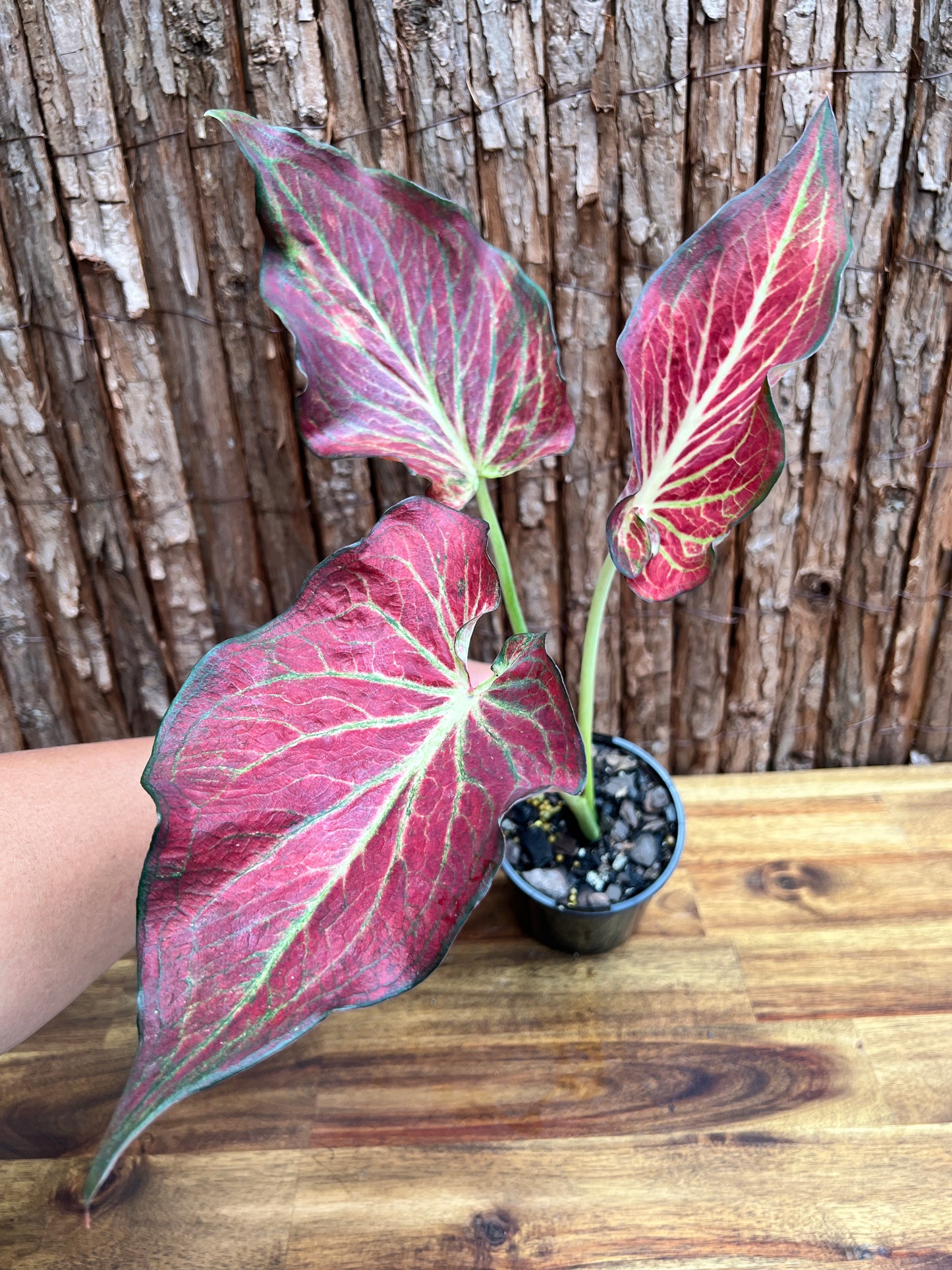 Caladium Wagyu NONTC D63