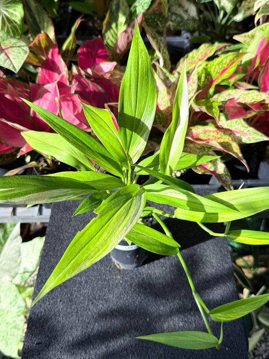 Epipremnum amplissimum Variegata L69