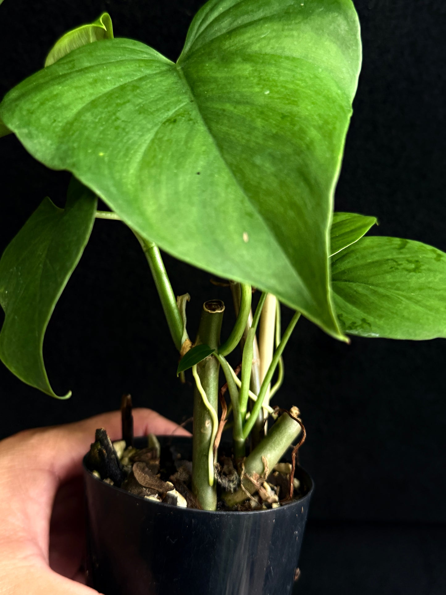 Philodendron 'Jacquinii' A67