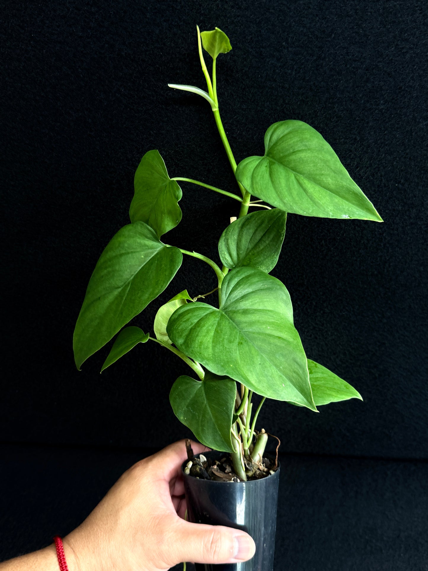 Philodendron 'Jacquinii' A67