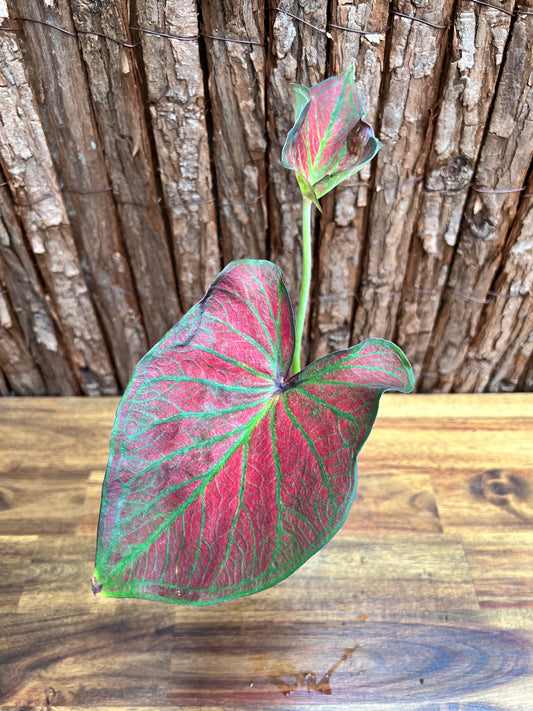 Caladium Rich of Thai NONTC D64