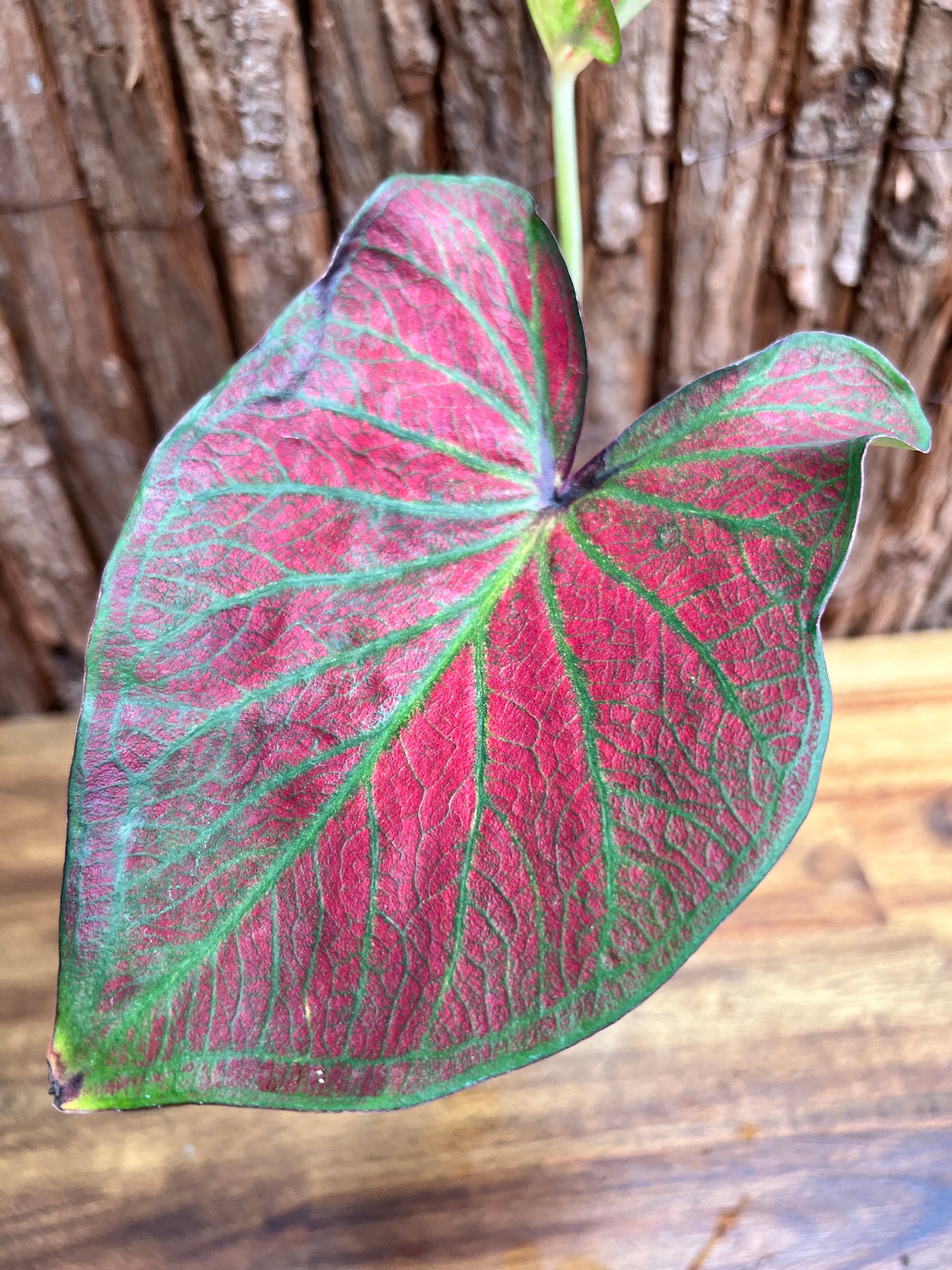 Caladium Rich of Thai NONTC D64