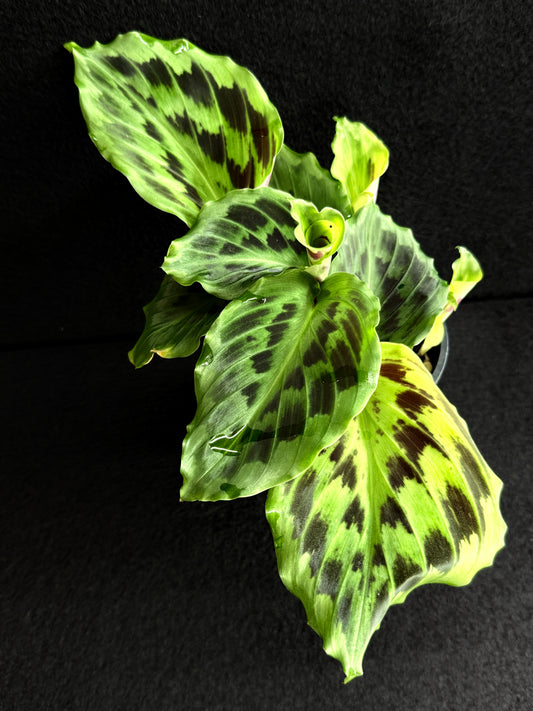 Kaempferia elegans 'Satin Checks' Y30