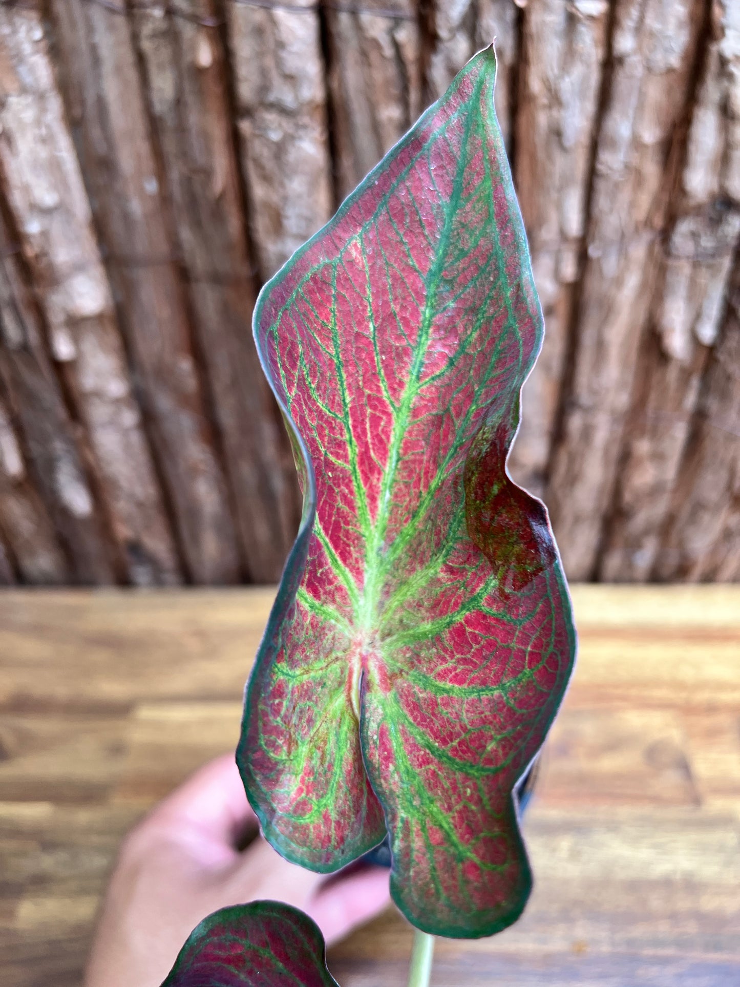 Caladium Rich of Thai NONTC D64