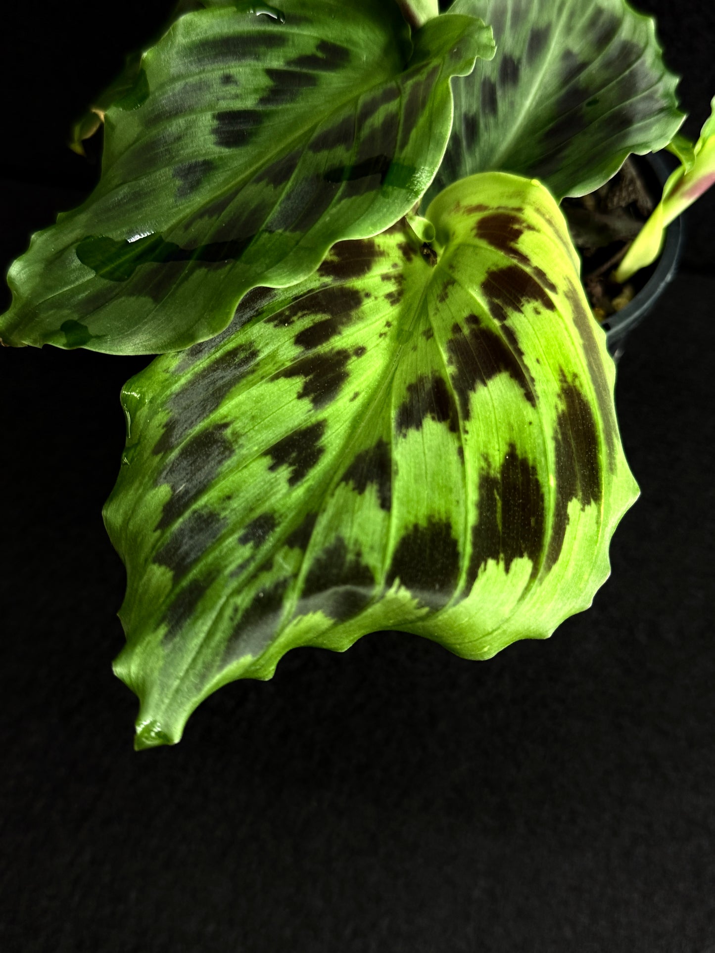 Kaempferia elegans 'Satin Checks' Y30