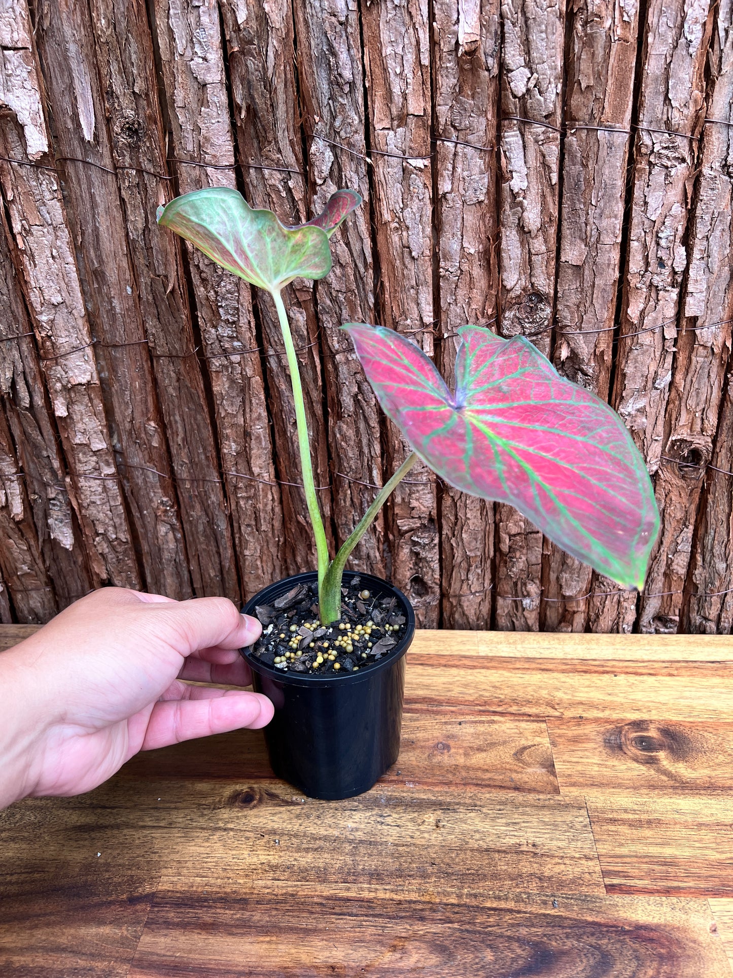 Caladium Rich of Thai NONTC D64