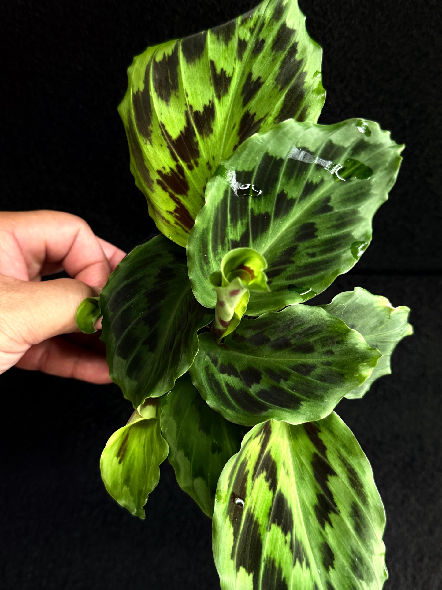 Kaempferia elegans 'Satin Checks' Y30