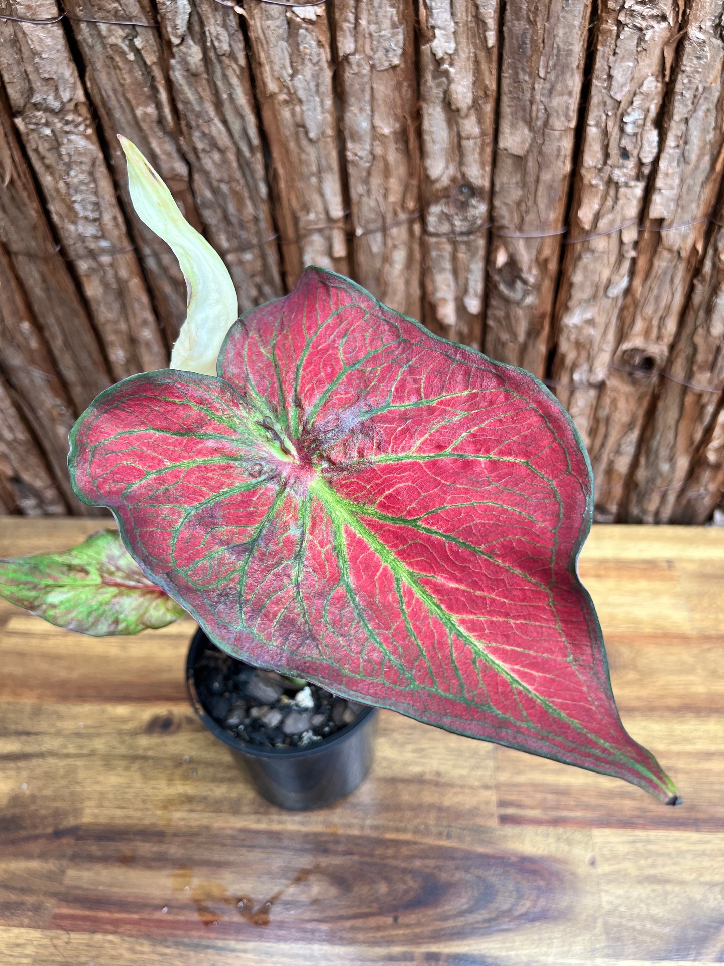 Caladium Rich of Thai NONTC D65