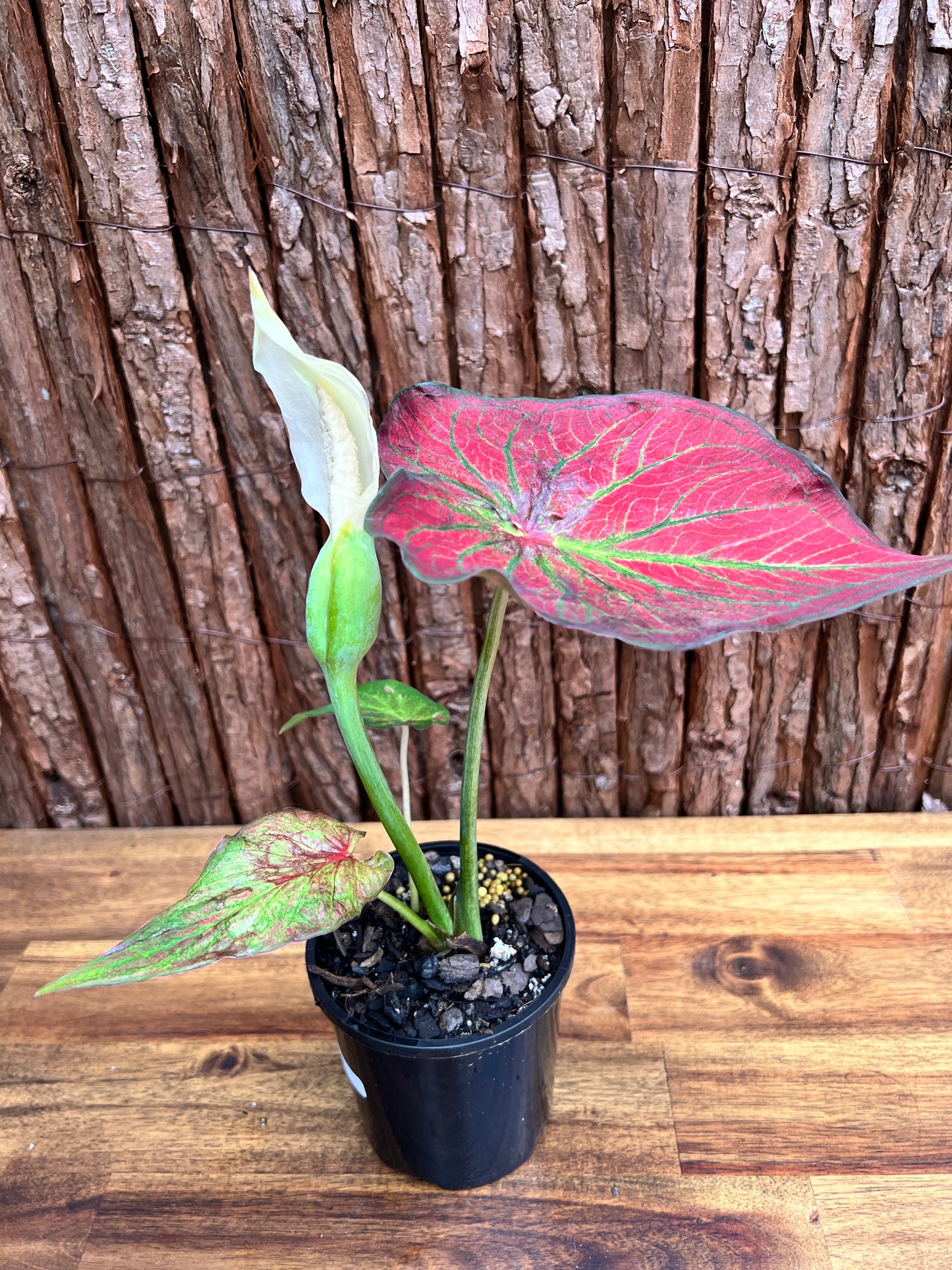 Caladium Rich of Thai NONTC D65