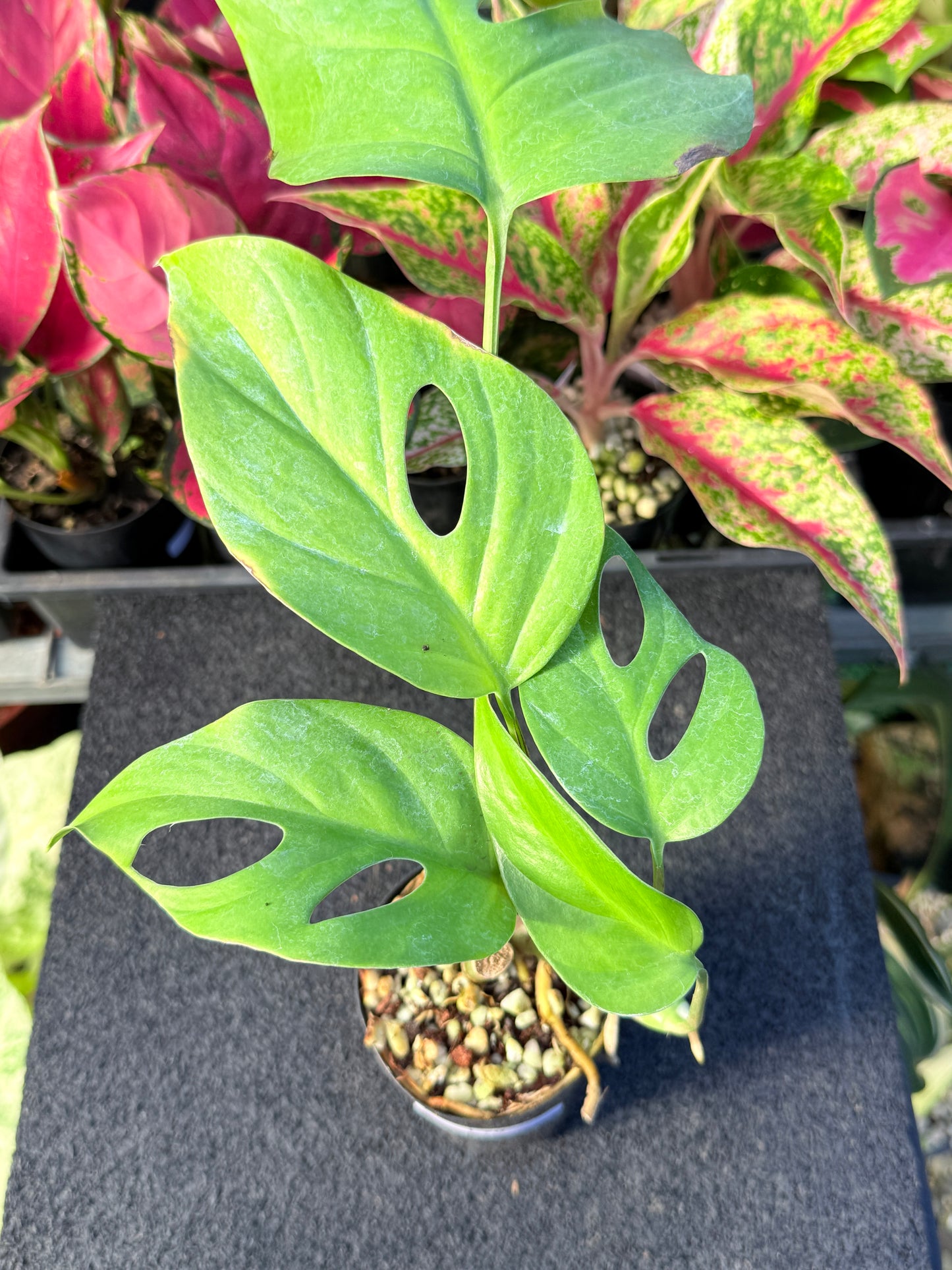 Rhaphidophora pertusa L70