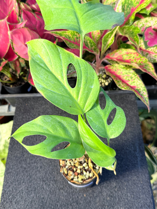 Rhaphidophora pertusa L70