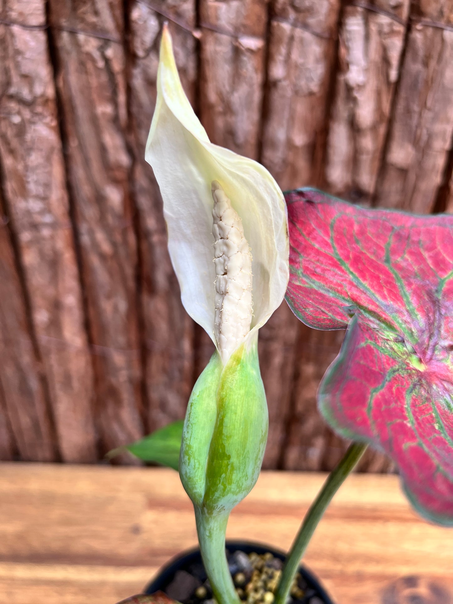 Caladium Rich of Thai NONTC D65