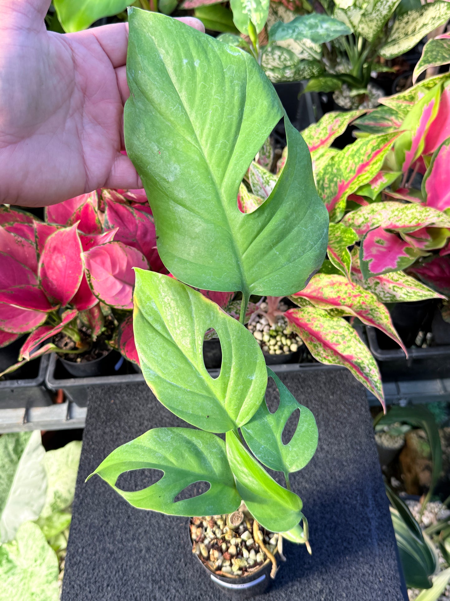Rhaphidophora pertusa L70