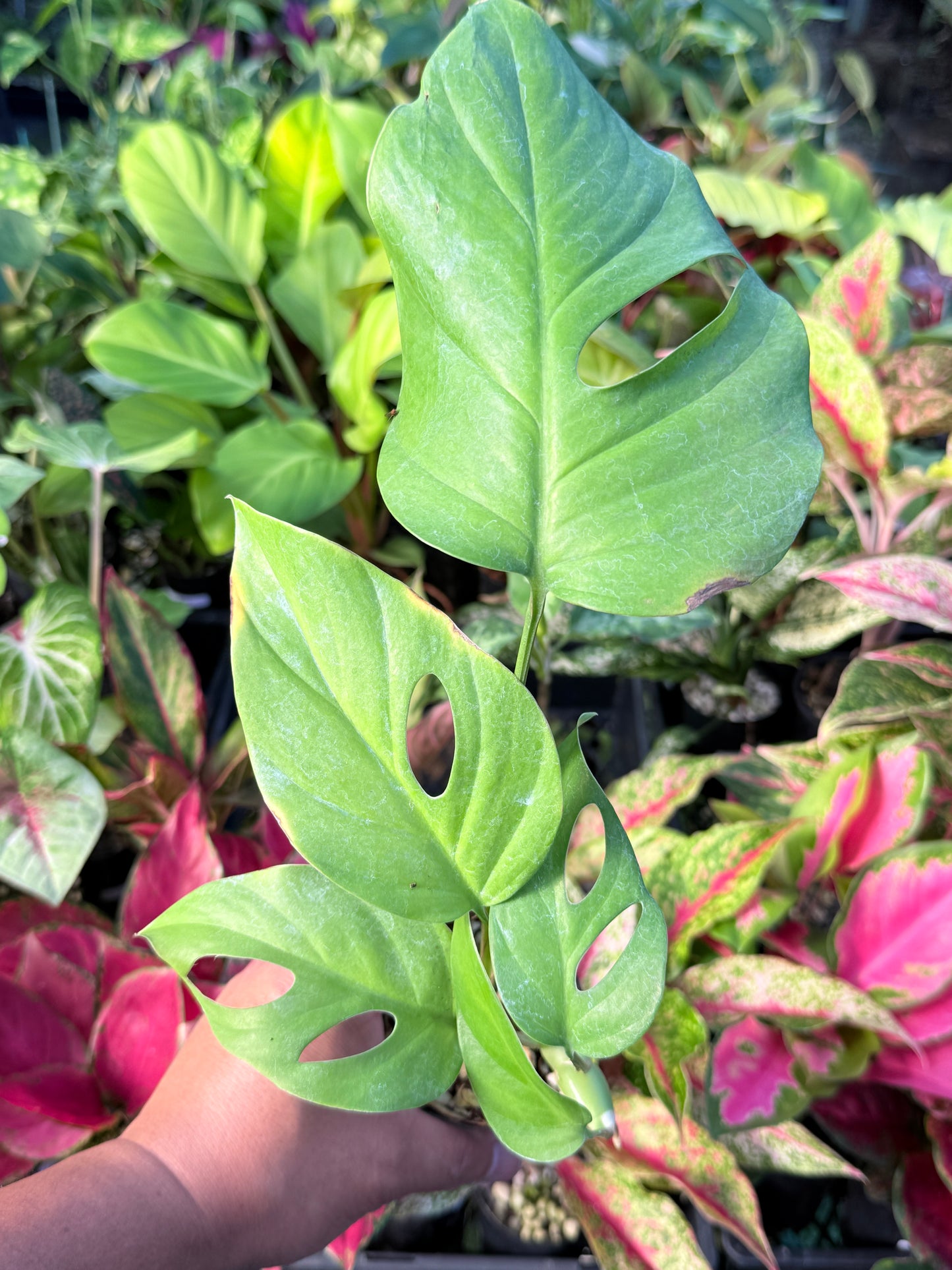 Rhaphidophora pertusa L70