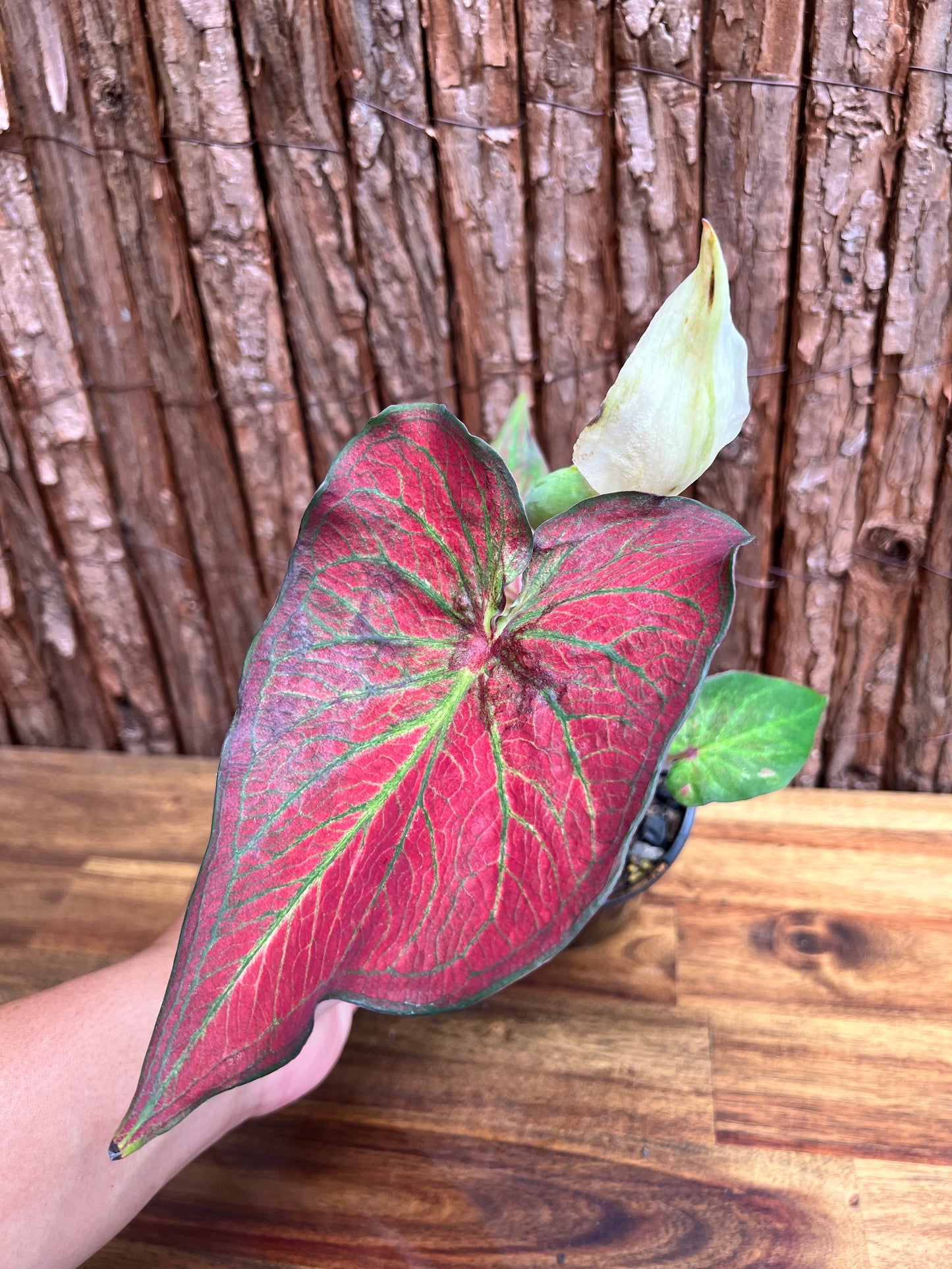 Caladium Rich of Thai NONTC D65