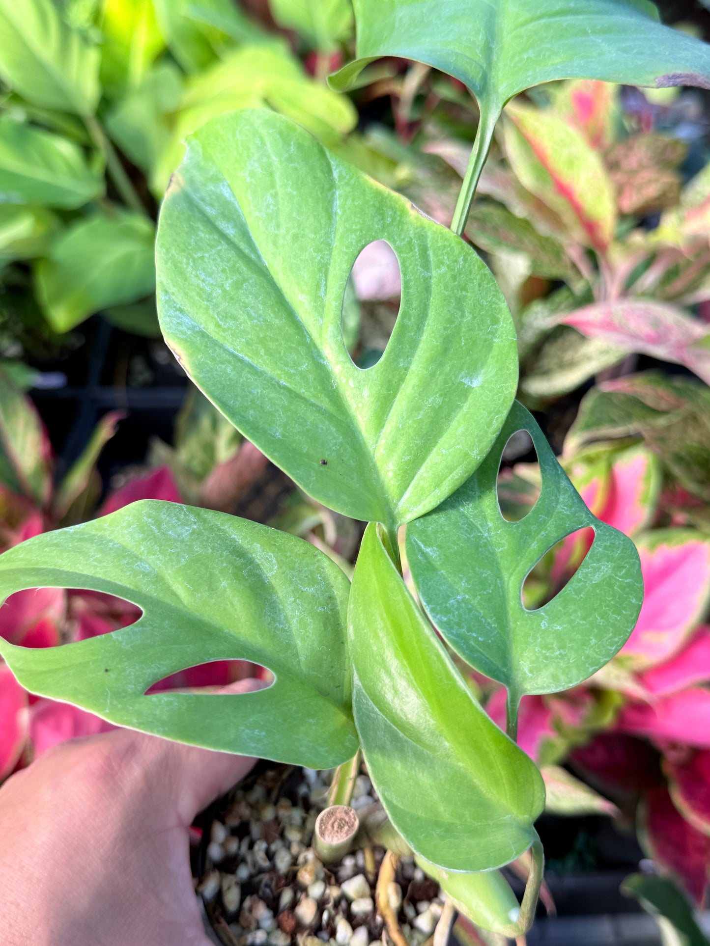 Rhaphidophora pertusa L70