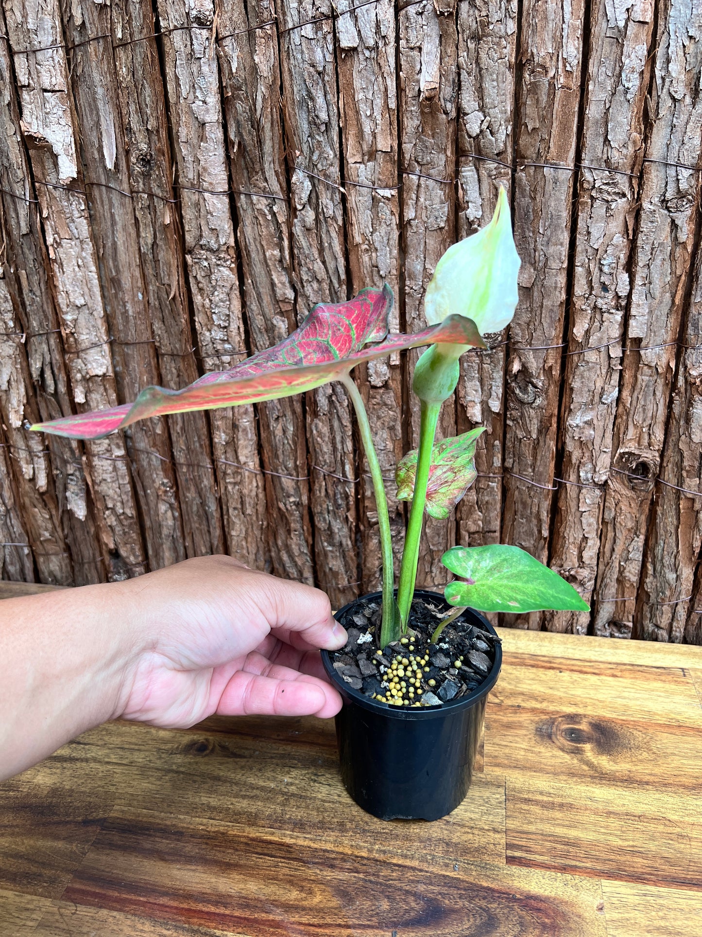 Caladium Rich of Thai NONTC D65