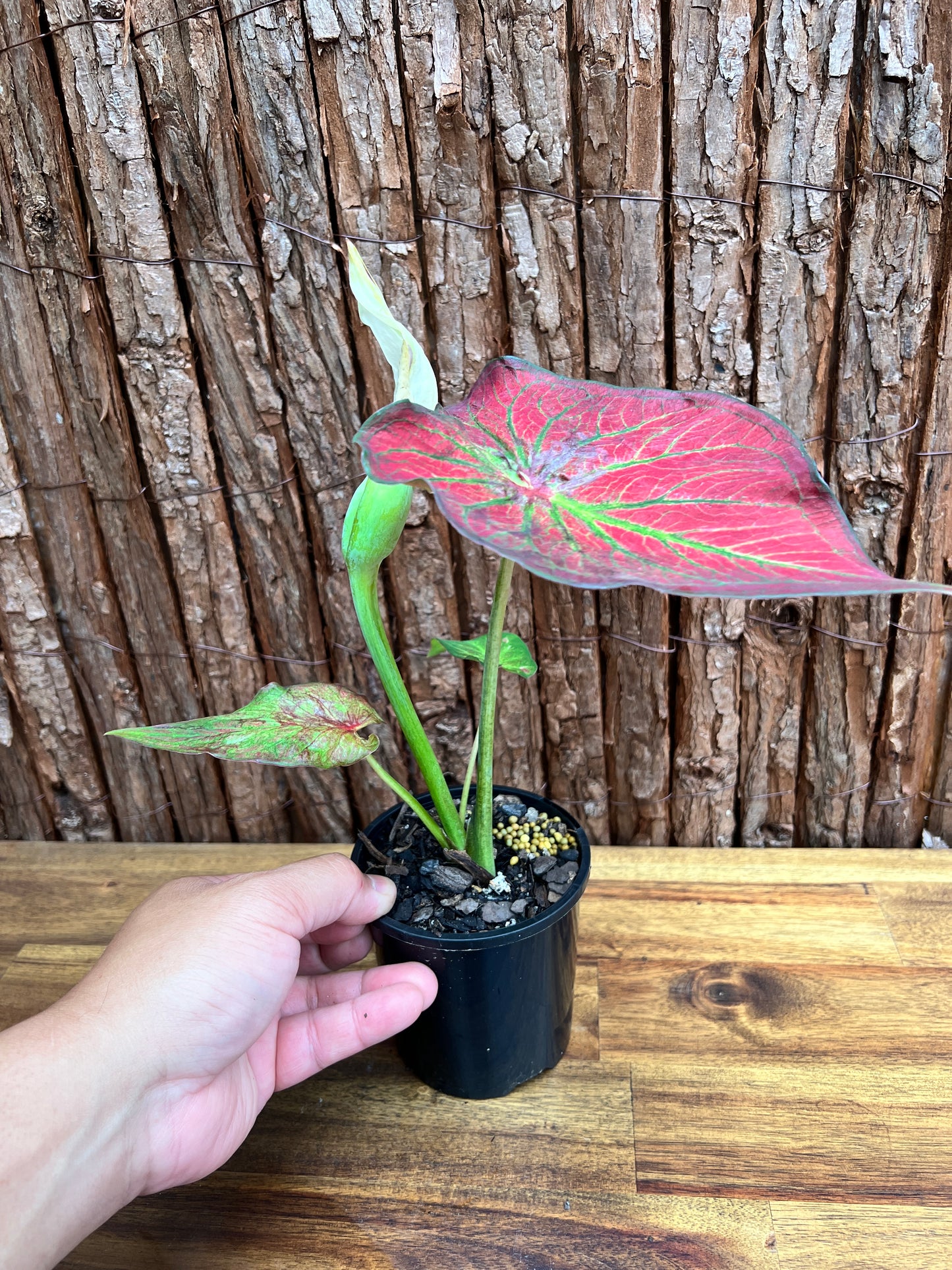 Caladium Rich of Thai NONTC D65