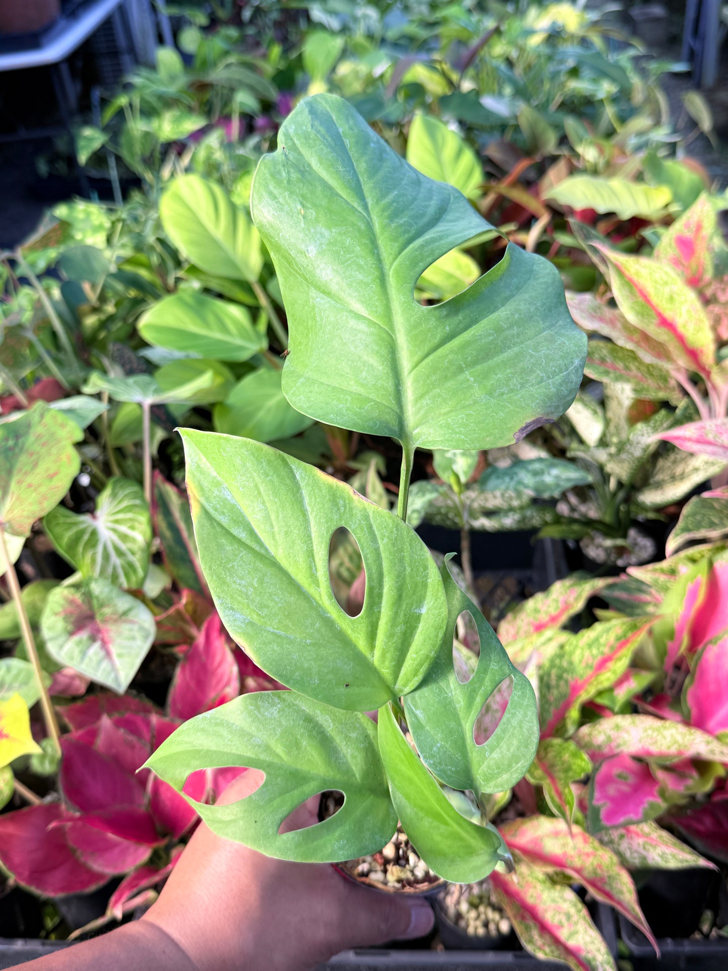 Rhaphidophora pertusa L70