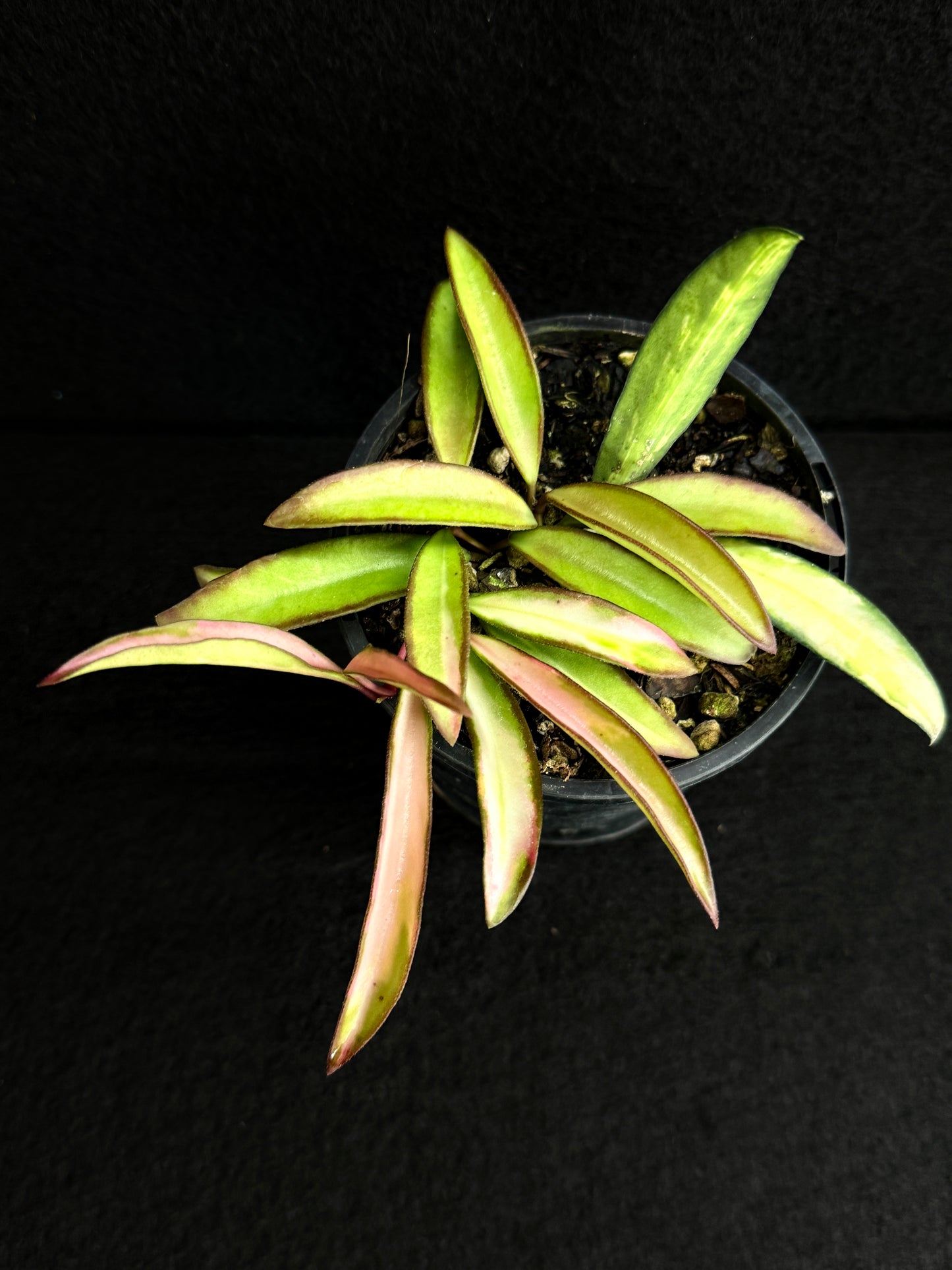 Hoya Wayetii Variegata M73