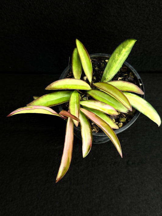 Hoya Wayetii Variegata M73