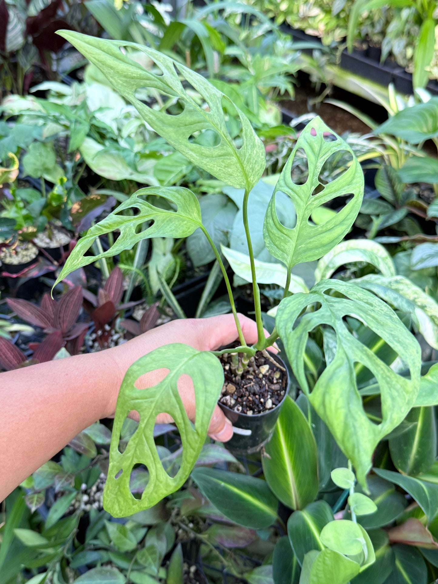 Monstera Adansonii Mint Variegated (Indonesian form) I80